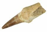 Fossil Rooted Mosasaur (Eremiasaurus) Tooth - Morocco #117006-1